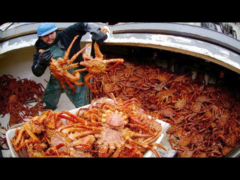 Amazing Catch Hundreds Tons Alaska King Crab on the Sea - Amazing Automatic Crab Processing Machines