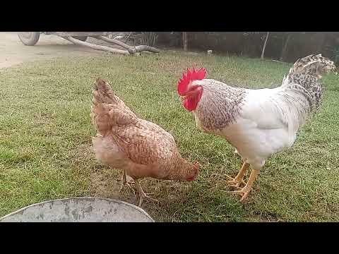 Rooster Crowing Compilation Plus - Rooster crowing sounds