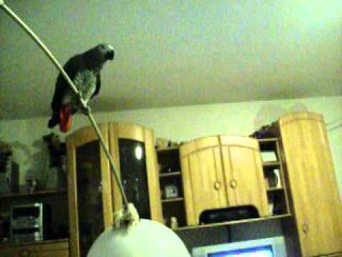 grauer und grüner Kongo