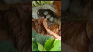 Download lagu Baya weaver bird's unique nest 🥚🐥 mp3 Download lagu Baya weaver bird's unique nest 🥚🐥 mp3