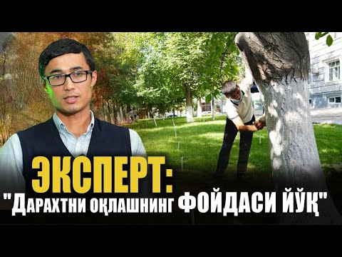 Эксперт: "Дарахтни оқлашнинг фойдаси йўқ"