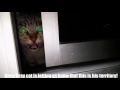 When Gray Grey Cat Attacks