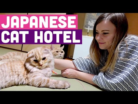I Stayed Overnight in a Japanese Cat Hotel 🐈 Cats in YOUR ROOM!