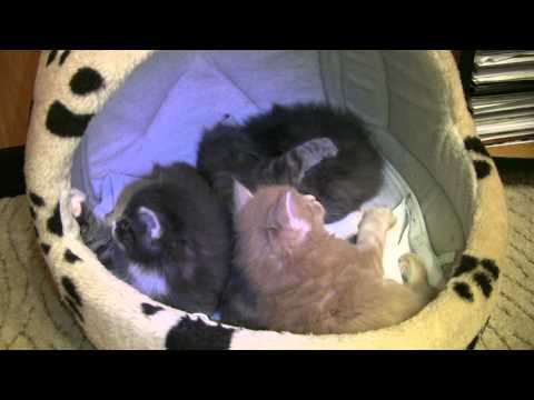 2011_05_03 Nocna bitwa kociaków - Maine Coon ALIBI