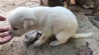 #doglife #dogs #cutedogs #amazingdogs #beautifuldogs #shortvideo #animals #funnydogs #funnyanimal