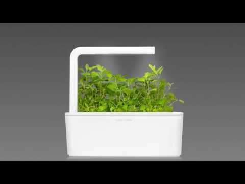 Click &amp; Grow sėklos išmaniajam vazonui - katžolė, 3 vnt. video