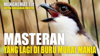 Download lagu master murai batu yang lagi ngehits mp3 Download lagu master murai batu yang lagi ngehits mp3