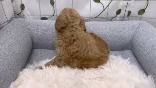 トイプードルの動画01