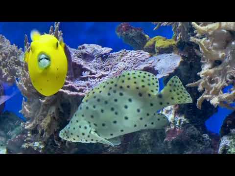 image : 20 000 lieues sous les mers