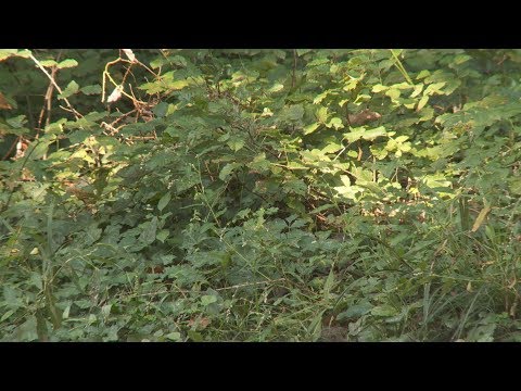 Kanizsa TV Híradó - 2018. szeptember 6.