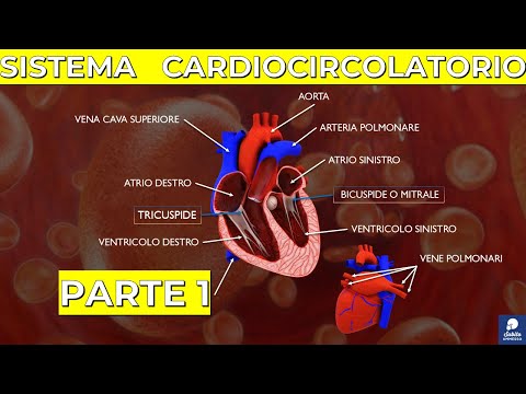 Sistema cardiocircolatorio (parte 1): I vasi, Grande e piccolo circolo, il Cuore