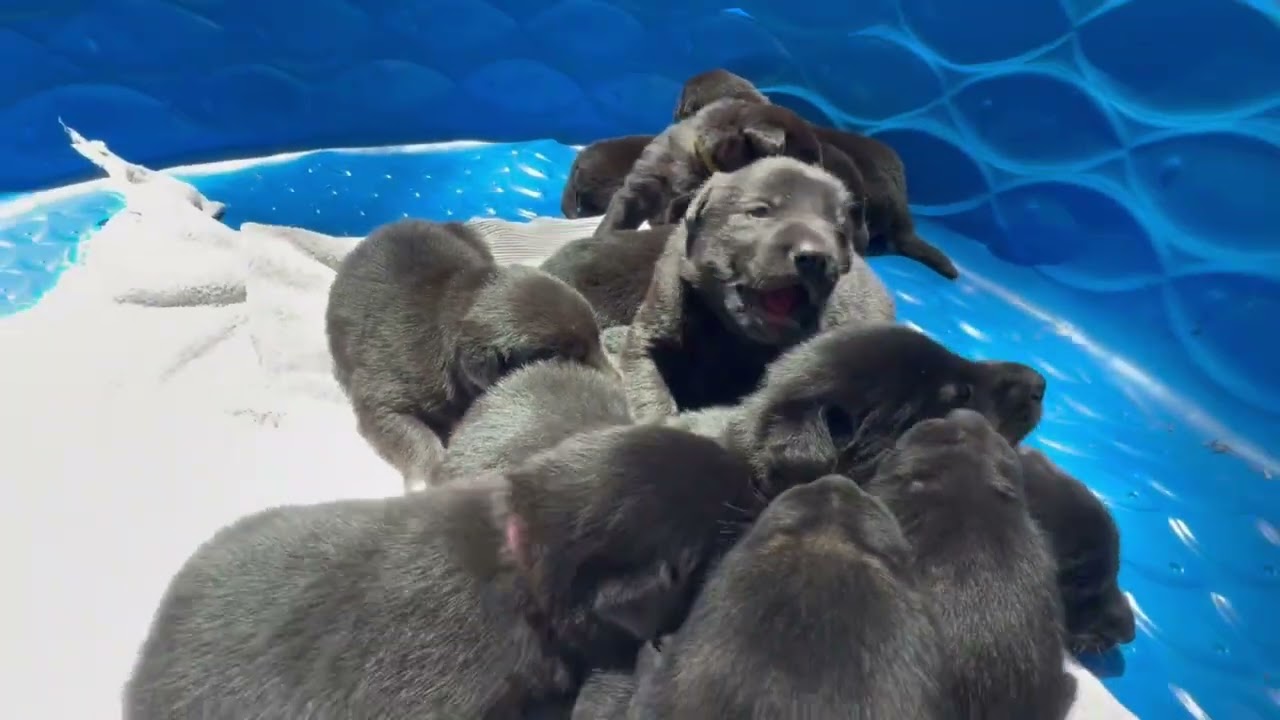 Holly's - 7 Female puppies, a ADOPTABLE mixed breed in San Francisco, CA video 2/5