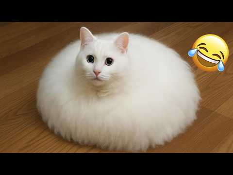 Try Not To Laugh 😂 Funniest Cats & Dogs | Funny Animals #7