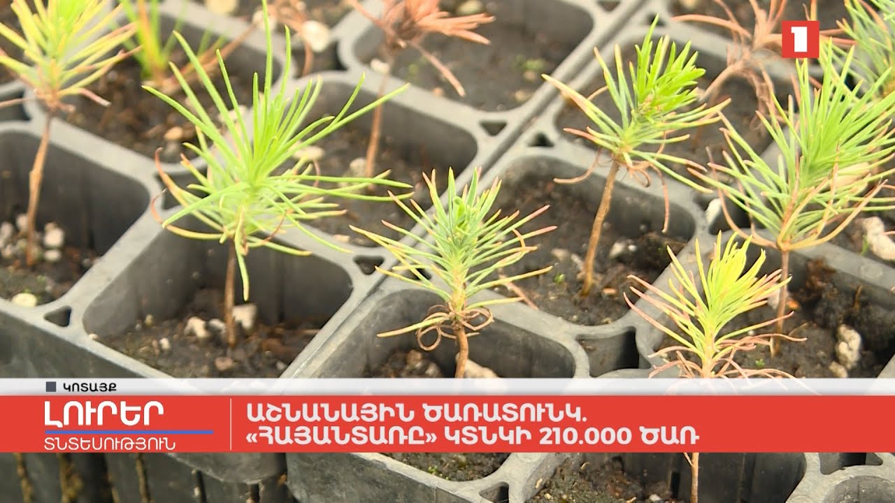 Աշնանային ծառատունկ. «Հայանտառը» կտնկի 210000 ծնկի