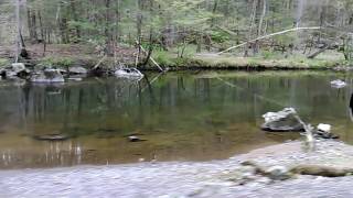 Crack the Sky. Animal skin&#39;s