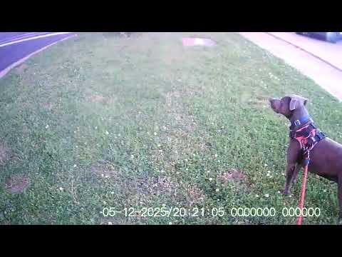 NOR 20250512 201543 0010 Shots fired Fort & Grand 4of4@JoshFoxnewsnow #animals #irl #police #popo