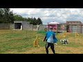 Agillity Lesson Bordercollie CHIP 2019 0804 Layering