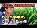 Cara Lengkap Menanam Padi Di Lahan Kering Buahnya Gak Kalah Saing Dengan Di Sawah Padi Mapan 05