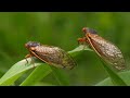 Cicadas are coming! 7 cicada species will emerge in 2024