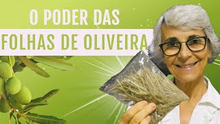 Folha de oliveira: emagrece, controla a pressão, diminui o colesterol…
