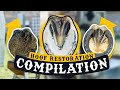 FARRIER ASMR Horse Hoof Cleaning COMPILATION SATISFYING