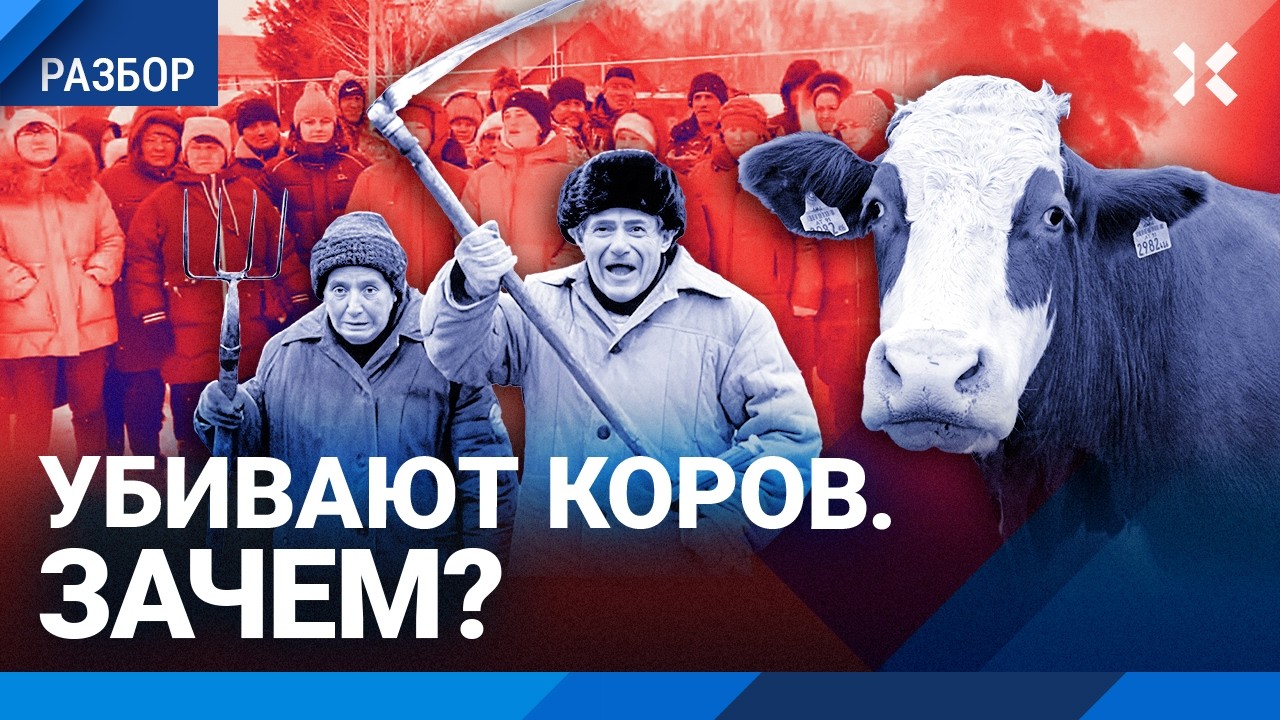 Массовые протесты в России: власть отбирает скот у людей. Коровы идут на забо