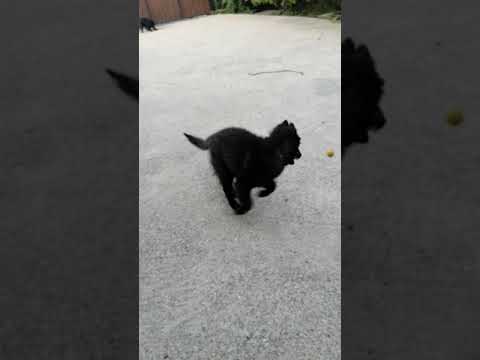 Belgischer Schäferhund Welpe kaufen