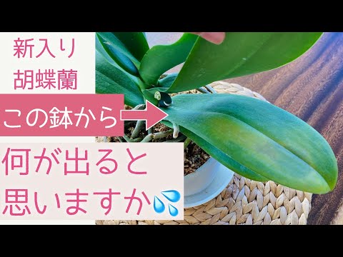 蘭のメンテナンスの間違いを避けるにはどうすればよいですか?それを修正するための7つのヒントは次のとおりです  庭園