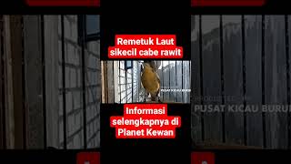 Download lagu Remetuk laut cocok untuk masteran #kicaumania #burung #animals mp3 Download lagu Remetuk laut cocok untuk masteran #kicaumania #burung #animals mp3