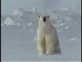 Animal Holiday DVD Trailer