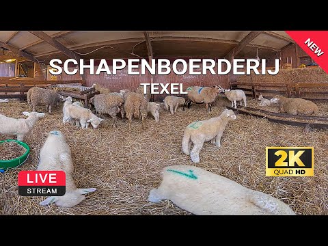 , title : 'Schapenboerderij Texel | Lammetjes op Texel | webcam live 2K | Texelinformatie.NL'