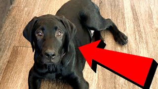 Labrador Puppy Reacts To Treat Tosser!!