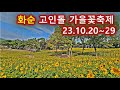 화려하게 개막한 화순 고인돌 가을꽃 축제 코스모스 해바라기 국화 류지광 나태주 소찬휘가 온다