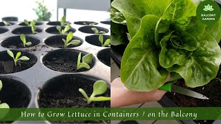 How to Grow Lettuce in Containers / on the Balcony | From Seed to Harvest