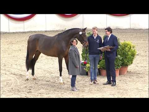 Die Verbandshengste 2020 - Chezarro v. Casall-Conteur