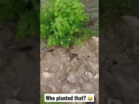 Wild Marijuana at my Fishing Hole