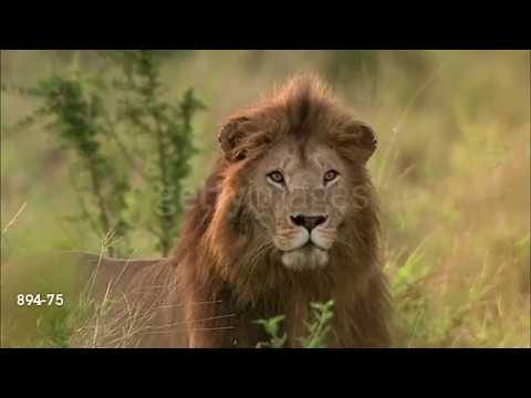 The Cheetah King Part 8: "Be Prepared"