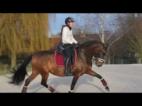 RIMA DE SUSAETA ➖ SIRED BY DOBLON-TR