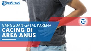 Infeksi Cacing Kremi, Gangguan Gatal yang Terjadi akibat Adanya Cacing Kremi di Area Anus