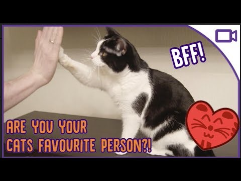 Are You Your Cats Favourite Person? - How to Bond With ...
