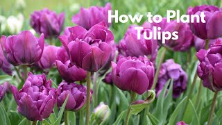 How to Plant Tulips