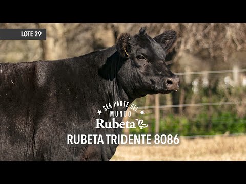 RUBETA TRIDENTE 8086 - LOTE 29