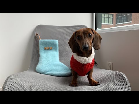 Merry Christmas from our mini dachshund Mac