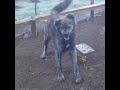 Hybrid Deltari Ilir X Wolf