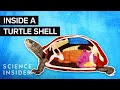 What S Inside A Turtle Shell