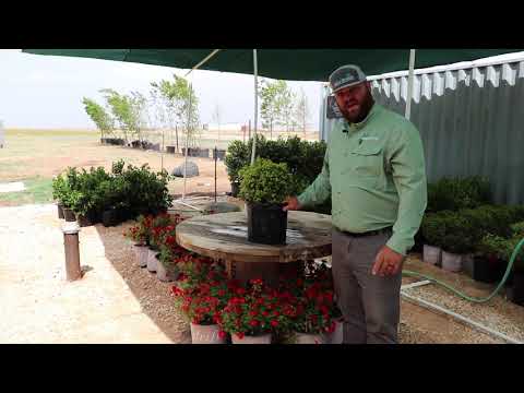 Dwarf Yaupon Holly with Amarillo Land Services