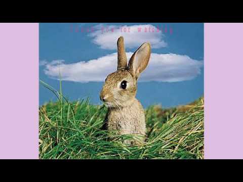 Dorothy Provine The Roaring Twenties Baby Face