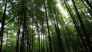 竹林／bamboo grove／m0014
