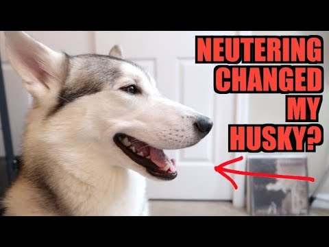 Did Neutering Change My Siberian Husky Forever?