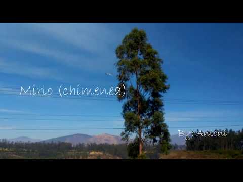 10. Cráneo & Lasser - Chimenea | Prod. Made in M & Juan RIOS 🍄